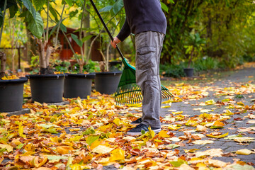 Laub zu Hause zusammenfegen. Viel Arbeit im Herbst.