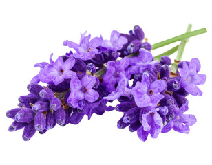 Blooming purple lilac flower on the bush and Branch with lilac spring flowers