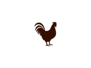 A chicken is standing on a white background
