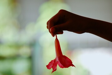 Girl's hand holding red frangipani flower with blurred background