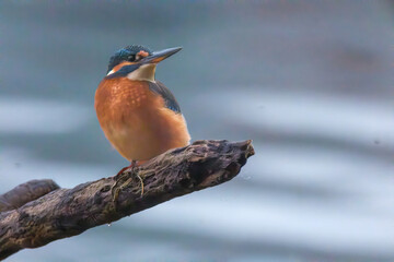 A detailed close-up of a vibrant kingfisher perched gracefully on a natural branch. The bird&rsquo;s colorful plumage and sharp beak are captured with striking clarity, highlighting its beauty