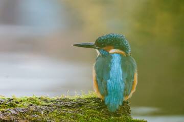 A detailed close-up of a vibrant kingfisher perched gracefully on a natural branch. The bird&rsquo;s colorful plumage and sharp beak are captured with striking clarity, highlighting its beauty