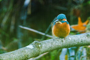 A detailed close-up of a vibrant kingfisher perched gracefully on a natural branch. The bird&rsquo;s colorful plumage and sharp beak are captured with striking clarity, highlighting its beauty