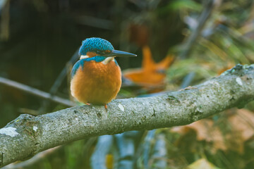 A detailed close-up of a vibrant kingfisher perched gracefully on a natural branch. The bird&rsquo;s colorful plumage and sharp beak are captured with striking clarity, highlighting its beauty