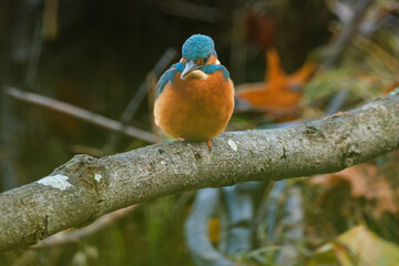 A detailed close-up of a vibrant kingfisher perched gracefully on a natural branch. The bird&rsquo;s colorful plumage and sharp beak are captured with striking clarity, highlighting its beauty