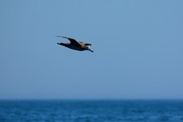 Black-footed Albatross (Phoebastria nigripes) Flying Low over the Sea off Ochiishi, Nemuro, Hokkaido, Japan