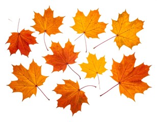 Collection of eleven colorful maple leaves with varying hues isolated on a white background