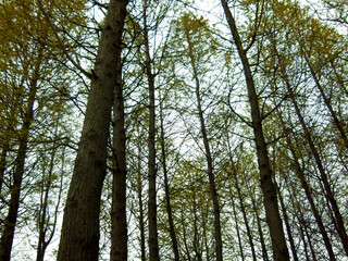 Fototapeta premium tall trees in the forest