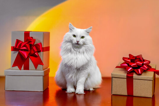 The warmth of home comfort on Christmas Eve with a white cat on a gradient background.