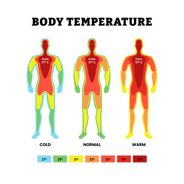 Body temperature and thermoregulation. Labeled cold, normal, warm or hot, core. Hyperthermia. Body heat map. Human silhouette with warmth spectrum. Flat vector illustration.