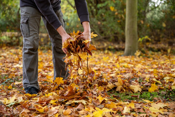 Laub im Herbst im Garten mit den H&auml;nden im Garten wegr&auml;umen