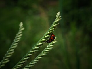 ladybug on a green leaf