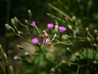 purple flower in the field