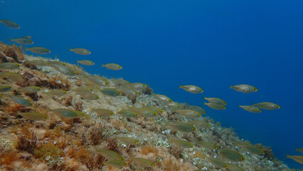 Salema porgy or dreamfish (Sarpa salpa) undersea, Ligurian Sea, Italy, Imperia