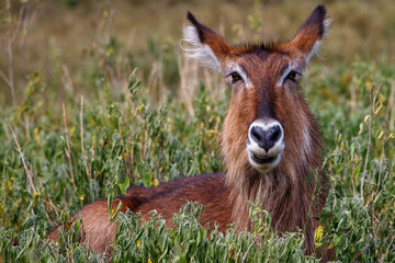 Retrato y grupo de Cobos acuáticos (Waterbuck) en la sabana verde de Kenia
