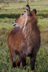 Fototapeta premium Retrato y grupo de Cobos acuáticos (Waterbuck) en la sabana verde de Kenia