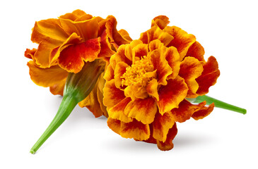 Orange Marigold flower (Tagetes erecta, Mexican marigold, Aztec marigold, African marigold) Tagetes erecta flower isolated on white. clipping path