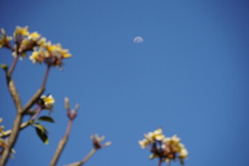 Daytime sky with the moon and an out-of-focus flowering plant.
