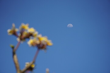 Daytime sky with the moon and an out-of-focus flowering plant.