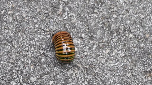Pill millipede ( Oniscomorpha) bug walk on ground.