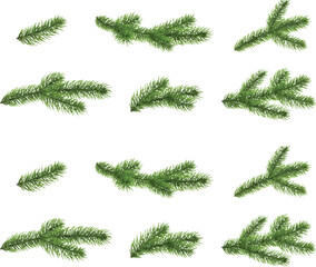 Evergreen pine or fir tree branch isolated on white for a Christmas holiday border or decoration © Jahidul