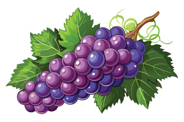Lush purple grapes cluster hanging with vibrant green leaves and vine branch looks absolutely delectable