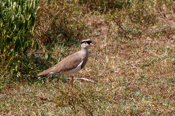 Avefría coronada (Vanellus coronatus) en su hábitat natural en Kenia