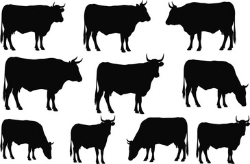 Collection of black cattle silhouettes, including cow and bull. Vector set for farm, agriculture, livestock, or beef industry design.
