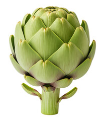 Fototapeta premium Fresh Single Globe Artichoke with Vibrant Green Leaves and Purple Accents, Healthy Organic Vegetable, Isolated on Transparent and White Background