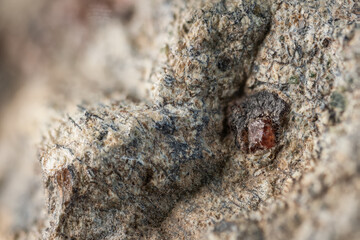 Small Czech ruby–pyrope crystal on a stone.
