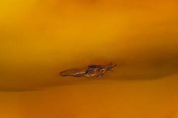 Prehistoric insect trapped in a piece of amber.

