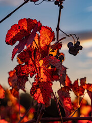 Naklejka premium Vineyards photographed at dawn in autumn