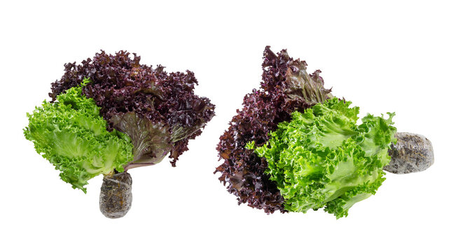 Fresh hydroponic lettuce heads with curly green and red leaves, rooted in soil on a clean white background. - Powered by Adobe