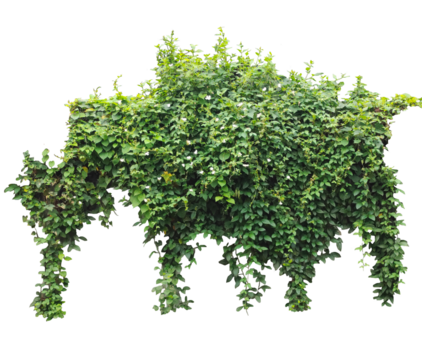a green plant growing on a wall look like elephant, representing nature background, growth, and summer foliage, Lush Green Foliage Cluster Isolated on White - Powered by Adobe