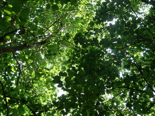 The sun gently glistened through the leaves