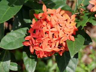 red and yellow flowers