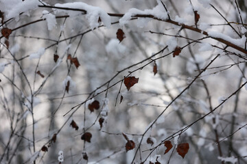 A Moody Winter Scene With The Last Dry Leaves Hanging On Thin Branches Under The Snow In A Blurry Forest.