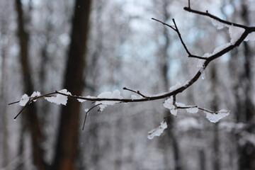 A Beautiful Macro Shot Of A Thin Branch Coated In Ice And Wet Snow Against A Moody, Blurred Forest Background.