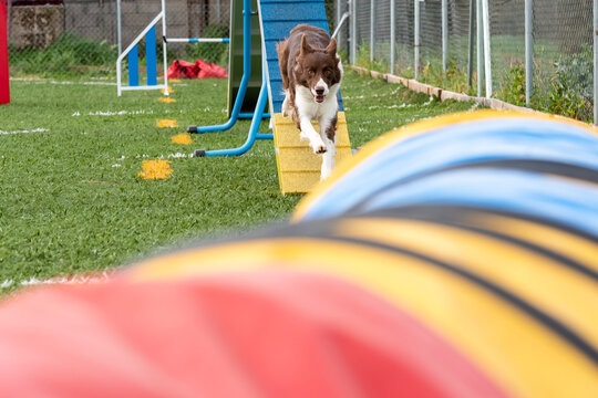 Dog navigating agility course at training session on sunny day in outdoor facility
