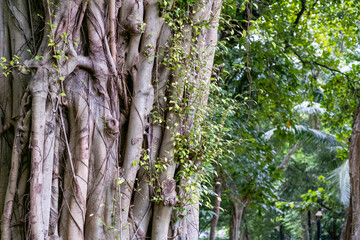 Intricate network of aerial roots and vines on a large tropical banyan tree trunk in a lush green forest environment. 