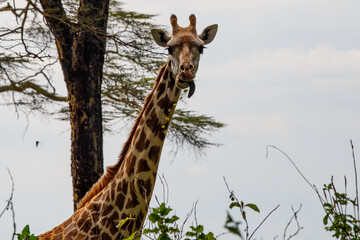 Jirafa Masái (Giraffa tippelskirchi) en la sabana africana de Kenia