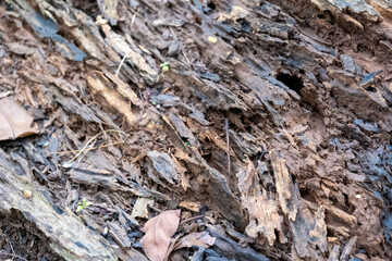 Detailed close-up of a weathered tree trunk from an old fallen tree, set against a soft, blurred backdrop
