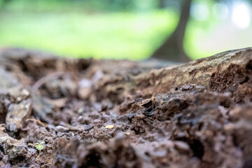 Detailed close-up of a weathered tree trunk from an old fallen tree, set against a soft, blurred backdrop