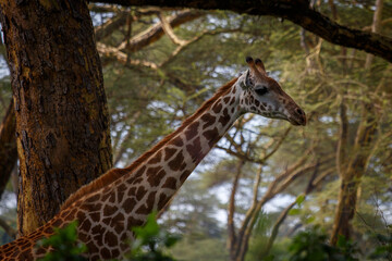 Jirafa Masái (Giraffa tippelskirchi) en la sabana africana de Kenia