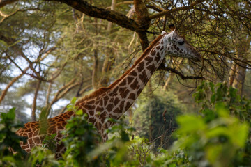 Jirafa Masái (Giraffa tippelskirchi) en la sabana africana de Kenia