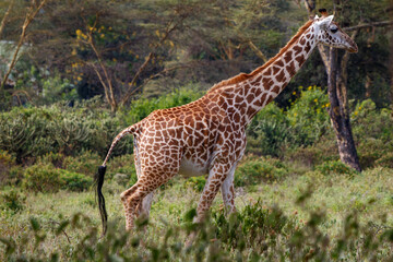 Jirafa Masái (Giraffa tippelskirchi) en la sabana africana de Kenia