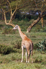 Jirafa Masái (Giraffa tippelskirchi) en la sabana africana de Kenia
