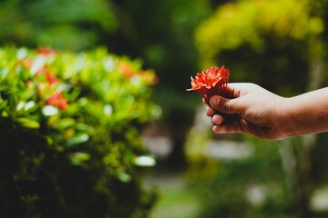 Hand holding a vibrant red flower against a green background.