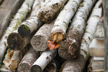 Birch Logs Stacked in Natural Setting