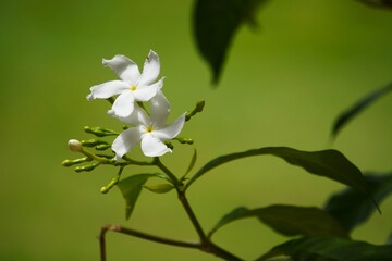 Close-up of delicate white flowers blooming in a lush green garden.